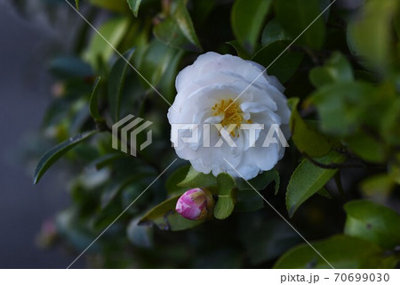 サザンカの花 70699030