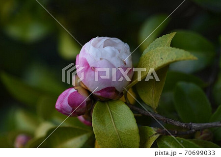 サザンカの花 70699033