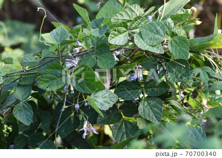 ヤブマメ（藪豆）の花 70700340