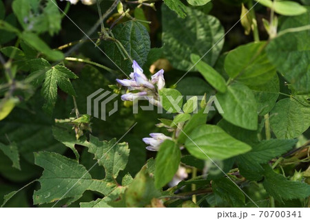 ヤブマメ（藪豆）の花 70700341