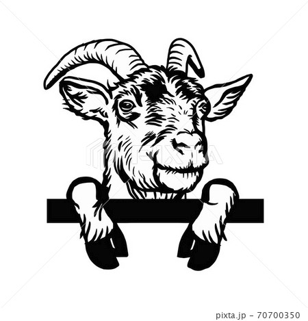 Horned goat - Cheeky Goat peeking out - face head isolated on white - vector stock 70700350