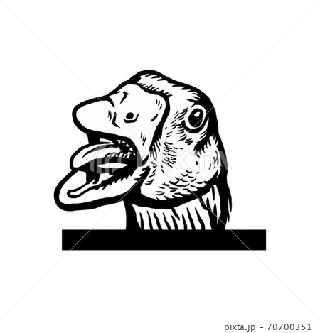 Peeking Goose - Cheerful Goose peeking out - face head isolated on white - vector stock Peeking Goose - Cheerful Goose peeking out - face head isolated on white - vector stock 70700351