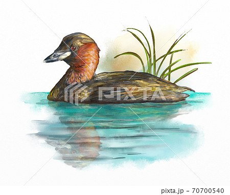 Wetlands birds, little grebe 70700540