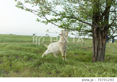 A white goat grazing in a meadow near a farm is eating green leaves from a tree branch A white goat grazing in a meadow near a farm is eating green leaves from a tree branch 70701293