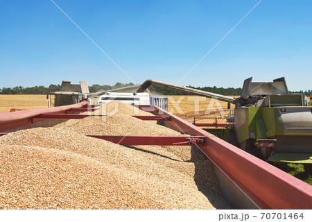 Combine harvester in action on wheat field. Harvesting is the process of gathering a ripe crop from the fields 70701464