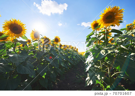 Sunflower field with cloudy blue sky Sunflower field with cloudy blue sky 70701607