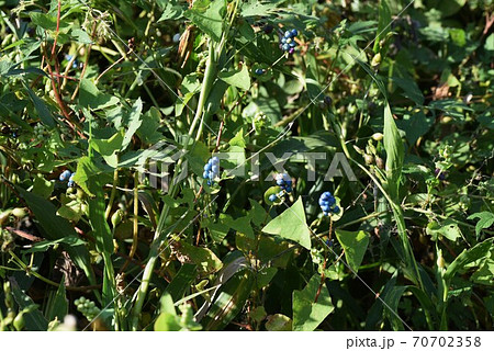 イシミカワ(石見川・石実皮・石膠)の果実 イシミカワ(石見川・石実皮・石膠)の果実 70702358