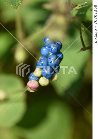 イシミカワ（石見川・石実皮・石膠）の果実 70702369