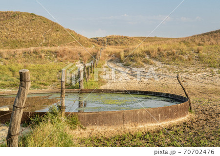 cattle drinking hole in a prairie of Nebraska Sandhills 70702476