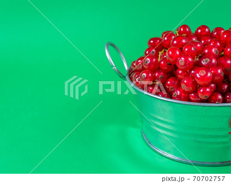 A metal basin filled with red currants on pink background on green background A metal basin filled with red currants on pink background on green background 70702757