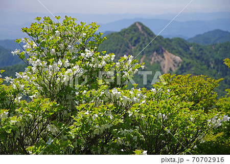御在所岳山上の「シロヤシオ」 70702916