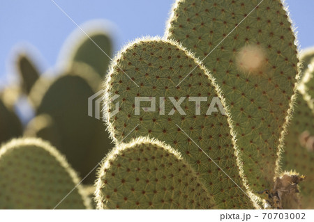 Detail of some cactus with spikes, Aragon, Spain Detail of some cactus with spikes, Aragon, Spain 70703002