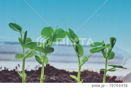 Young seedling of a peas - Pisum sativum - growing in a soil on a windowsill. Peas are high in fiber, protein, vitamins, minerals, and lutein Young seedling of a peas - Pisum sativum - growing in a soil on a windowsill. Peas are high in fiber, protein, vitamins, minerals, and lutein 70703456