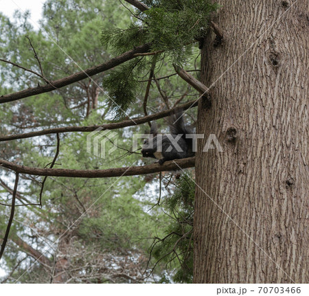A grey squirrel sits and gnaws a nut on a spruce branch in a coniferous forest in spring A grey squirrel sits and gnaws a nut on a spruce branch in a coniferous forest in spring 70703466