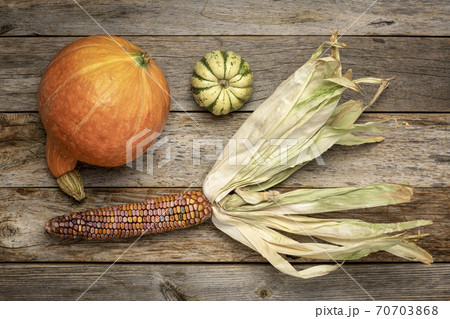 ornamental corn ear and winter squash 70703868