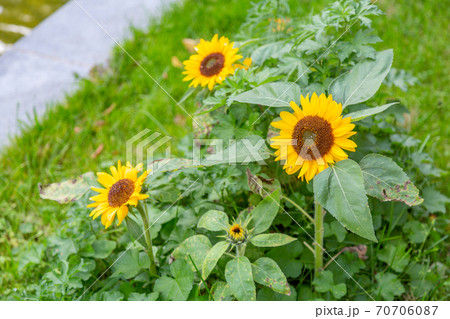 Beautiful summer sunflower in a public park 70706087