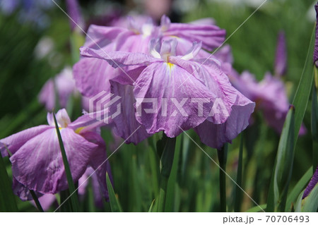 薄い紫色の花菖蒲 品種 プリマバレリーナの写真素材