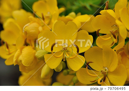 カッシアの花 ハナセンナ 70706495