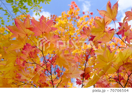 美しい紅葉 美しい紅葉 70706504