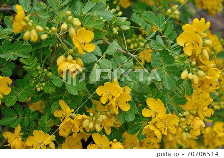 カッシアの花 ハナセンナ カッシアの花 ハナセンナ 70706514