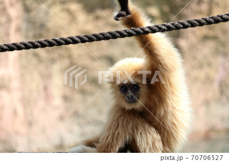 シロテテナガザル　カメラ目線　子ども	 70706527