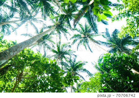 沖縄県石垣島の米原ヤシ林 沖縄県石垣島の米原ヤシ林 70706742