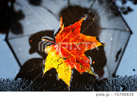 Single maple leaf in autumn colors in a puddle with reflection of alone faceless person holding umbrella on the background on wet street city asphalt. Mood, fall weather forecast concept 70706838