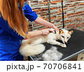 Young professional groomer woman brushing cute white fox at pet salon. Veterinarian, pet care, business concept 70706841
