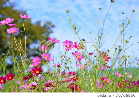 コスモスの花 70706956