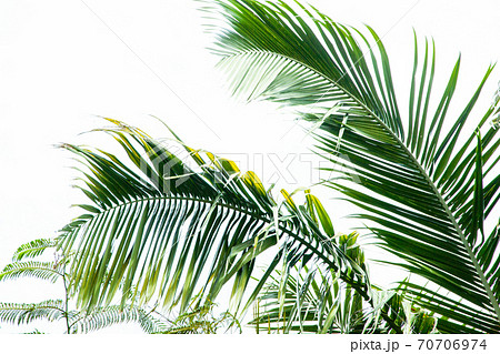 沖縄県石垣島の米原ヤシ林 70706974