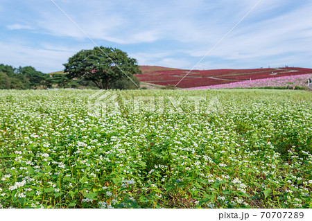【ソバの花とコスモスとコキアの三重奏】 【ソバの花とコスモスとコキアの三重奏】 70707289