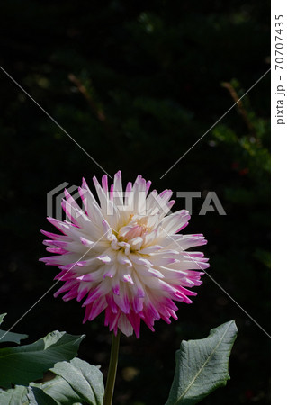 ピンクの縁取りのある白いダリアの花の写真素材