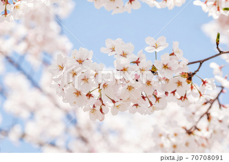 Beautiful blooming cherry blossom [sakura] detail and close up at Springtime is South Korea 70708091