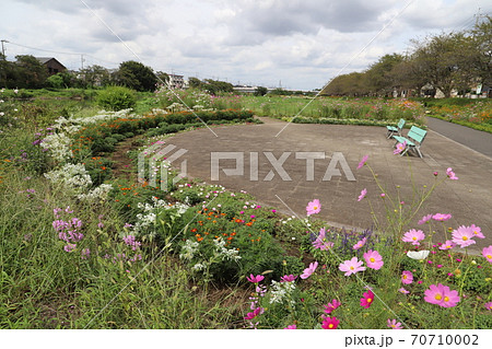 埼玉県元荒川河川敷公園の花壇に咲く花畑 70710002