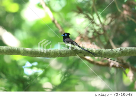 初夏の木漏れ日のサンコウチョウ 初夏の木漏れ日のサンコウチョウ 70710048