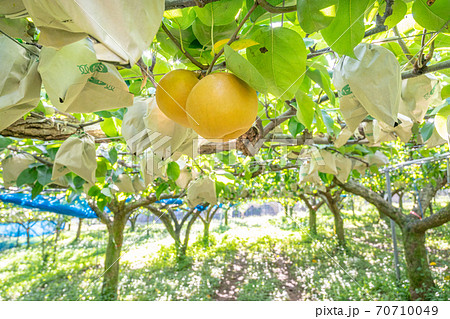 梨園 梨農家 梨園 梨農家 70710049