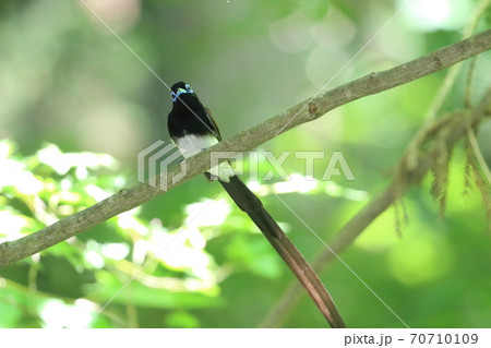 初夏の木漏れ日のサンコウチョウ 70710109