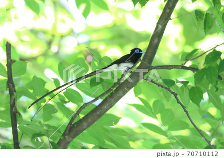 初夏の木漏れ日のサンコウチョウ 初夏の木漏れ日のサンコウチョウ 70710112