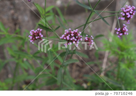 バーベナボナリエンシスの紫色の花 バーベナボナリエンシスの紫色の花 70710246