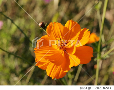 キバナコスモスの花 キバナコスモスの花 70710283