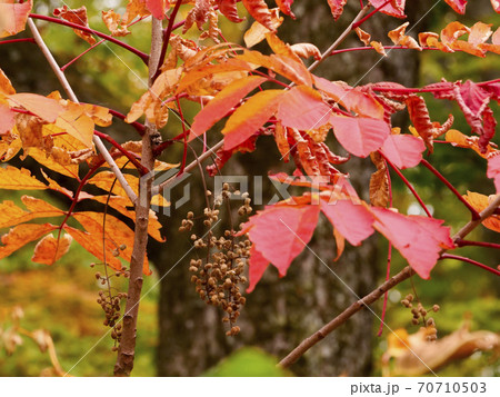 風景、自然、紅葉、植物、写真 　漆の紅葉と実　八幡平国立公園の黄葉紅葉 70710503