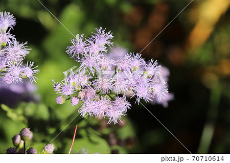 秋の花壇に咲くアゲラタムの薄紫色の花の写真素材