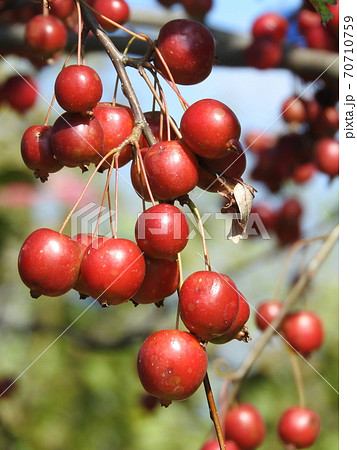たわわに実った「ヒメリンゴ」 70710759