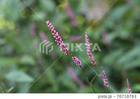 秋の野原に咲くイヌタデの赤紫色の花の写真素材