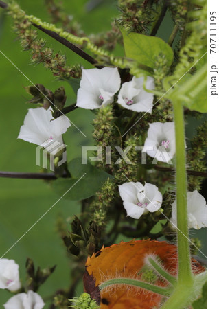 秋の野原に咲くマメアサガオの白い花の写真素材
