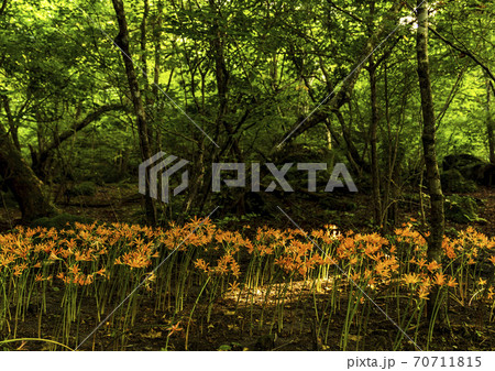 男池のキツネノカミソリ群生 男池のキツネノカミソリ群生 70711815