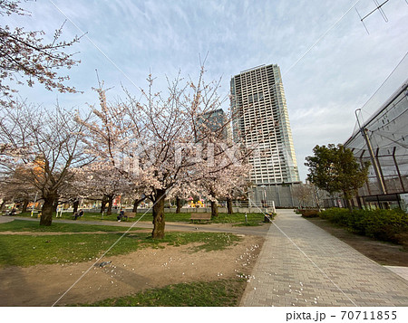 錦糸公園 桜(2020年3月) 錦糸公園 桜(2020年3月) 70711855