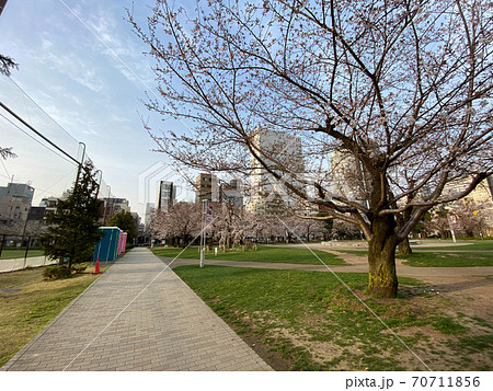 錦糸公園 桜(2020年3月) 錦糸公園 桜(2020年3月) 70711856