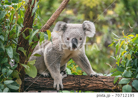 Koala on eucalyptus tree outdoor in Australia 70712195