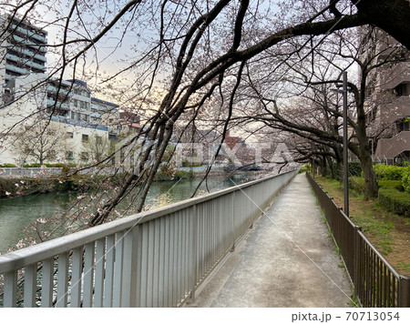 仙台堀川 桜(2020年3月) 仙台堀川 桜(2020年3月) 70713054